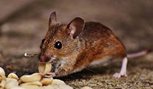 24 Hour & Emergency Exterminators in Jeddo, MI
